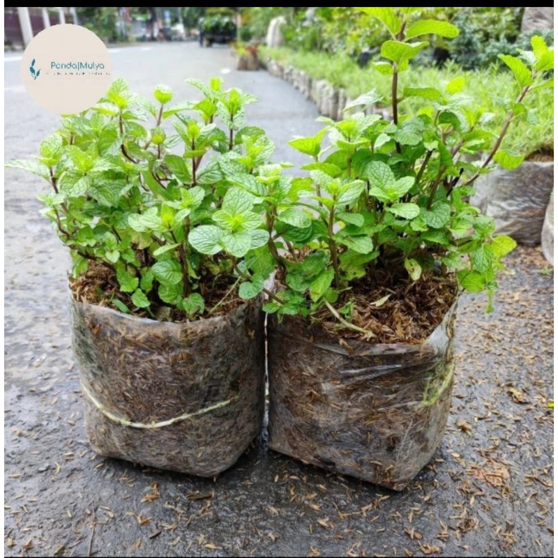 Bibit Daun Mint | Bumitanaman | Daun Mint