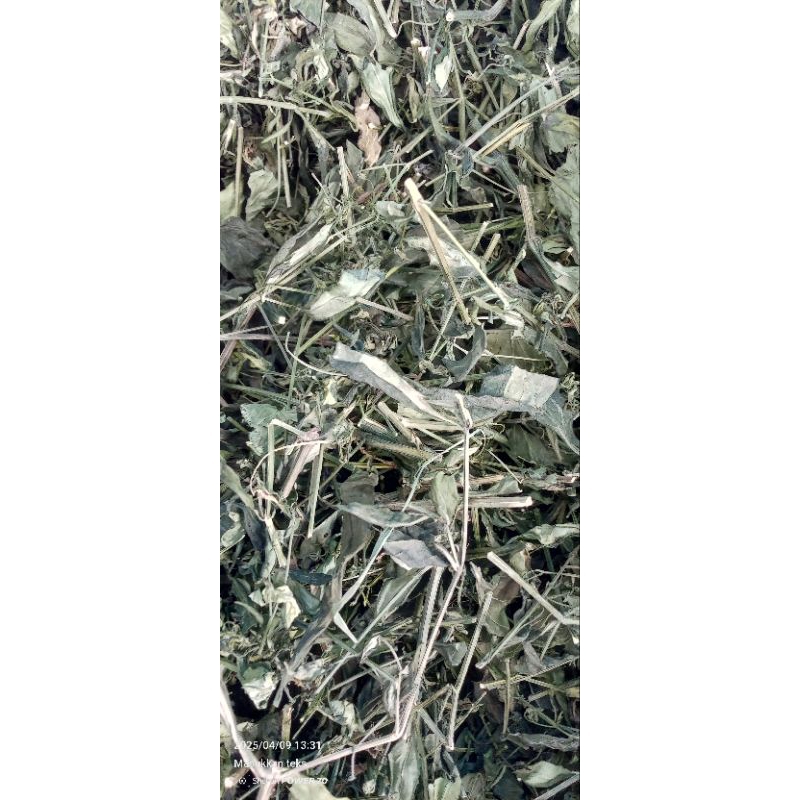 

Daun sambiloto kering secara alami 100gr