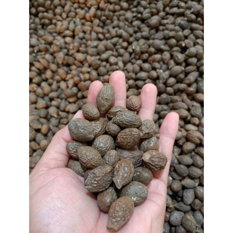 

Buah Tempayang per 250gram Harga Grosir