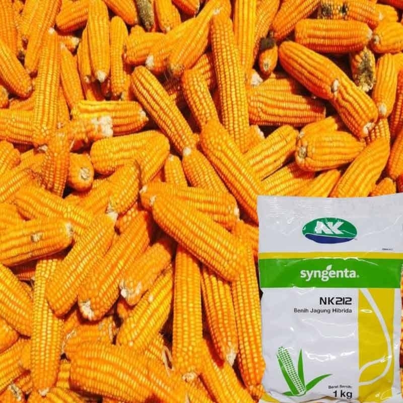

Paket reseller 1 karton #benih jagung NK 212 5kg#nk 212#bibit jagung