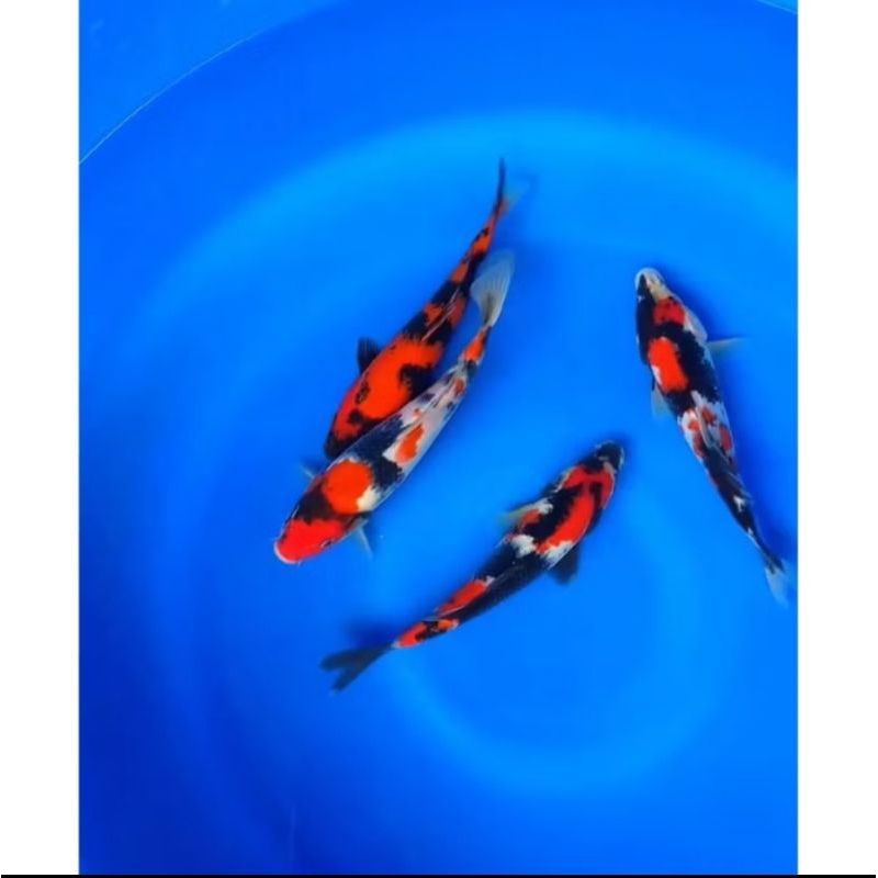 

Koi Sanke Sz 17 Cm Grade A