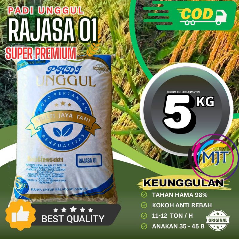 BIBIT PADI RAJASA 01 kemasan 5KG,, PADI 1000 BULIR