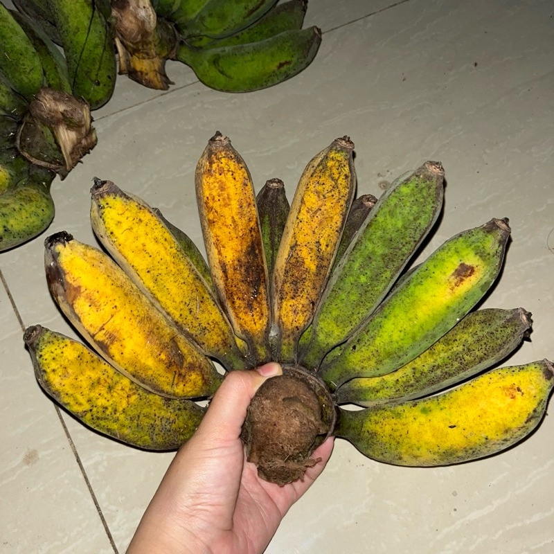 Pisang raja mentah (persisir)