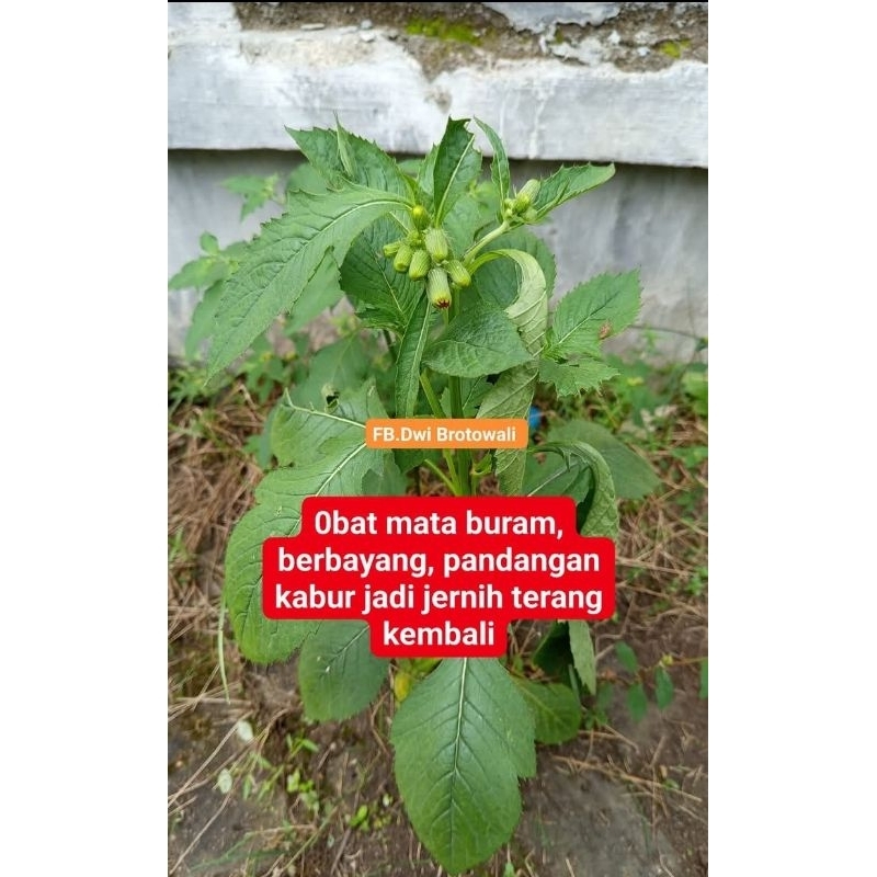 

daun bolostrok daun sintrong obat mata buram 500 gram