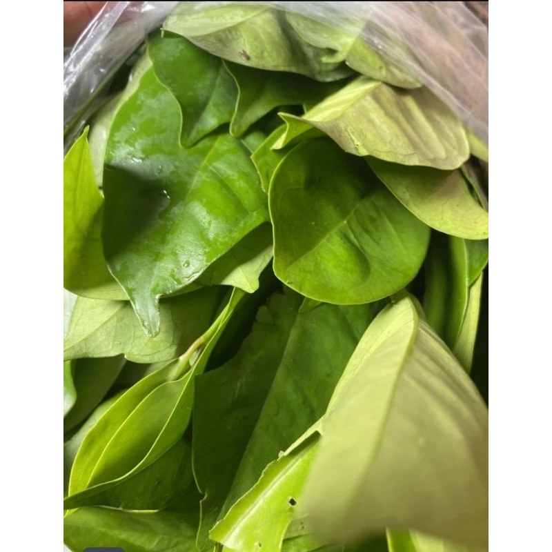 

daun salam fresh segar 1 kg