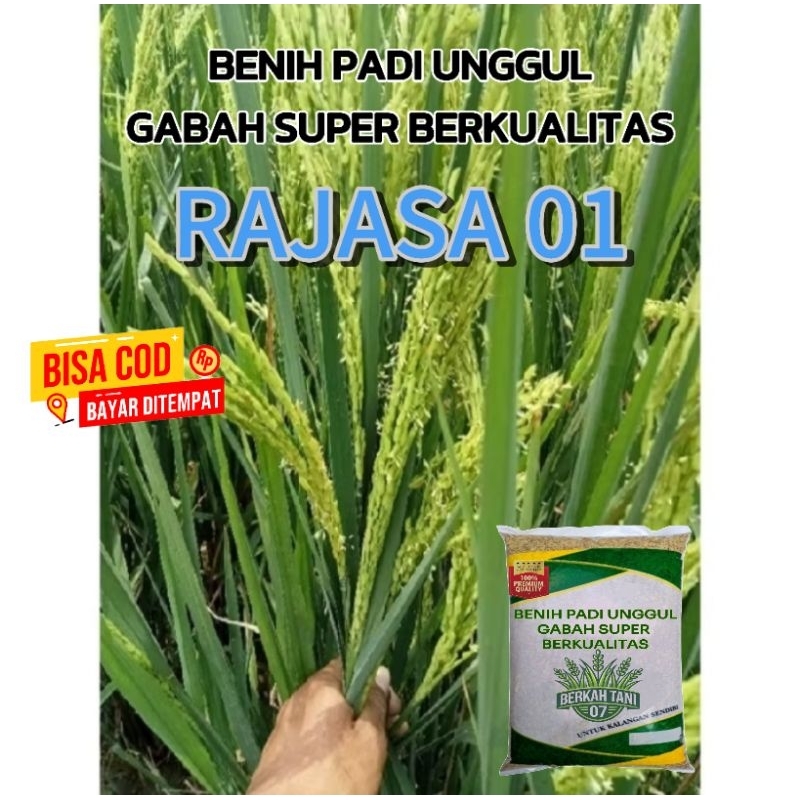 benih padi RAJASA 01 berkualitas,(5kg)