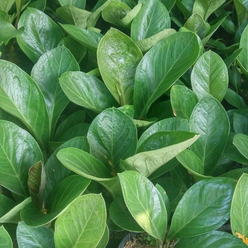 Anthurium jemani cobra - Anturium Jemani kobra