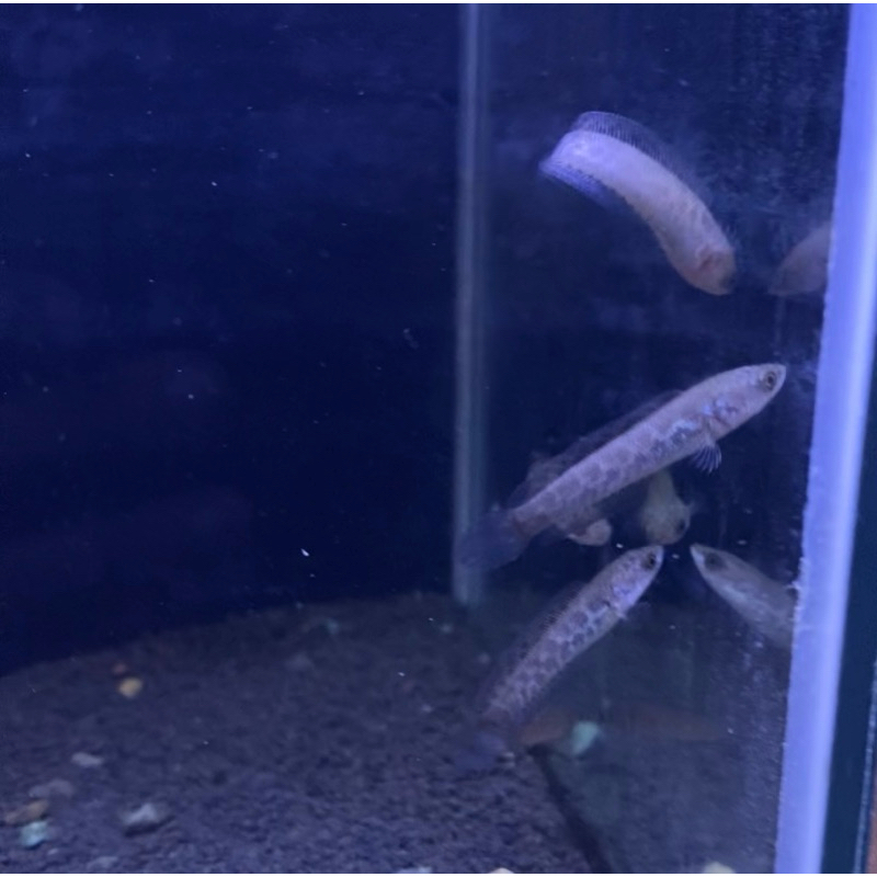 Auranti wc india 6cm (100% garansi auranti)