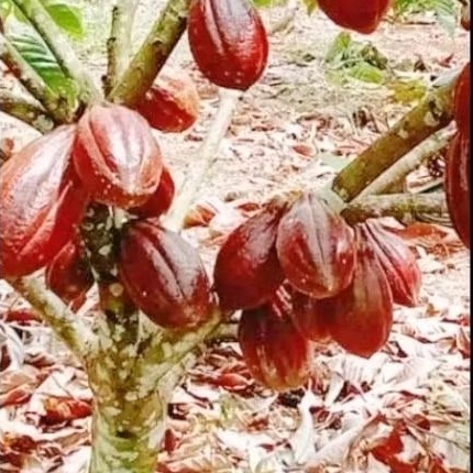 BIBIT KAKAO MCC02 ISI 300 BIJI SIAP TANAM DIPOLIBEG