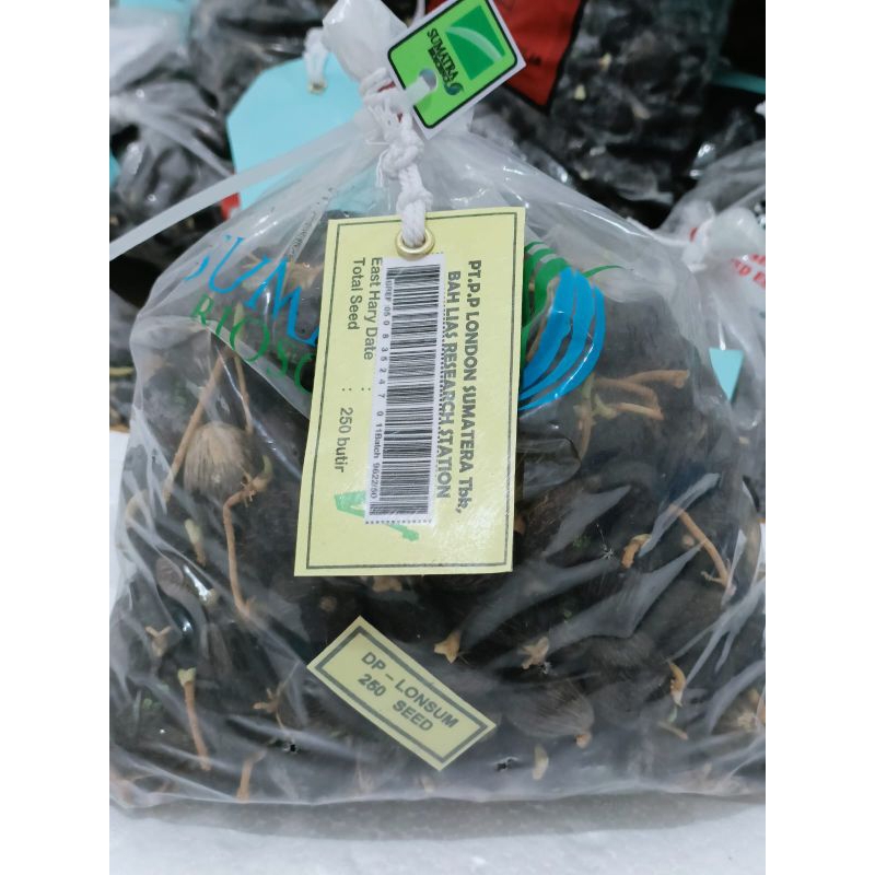 Tanaman bibit benih kelapa sawit Lonsum