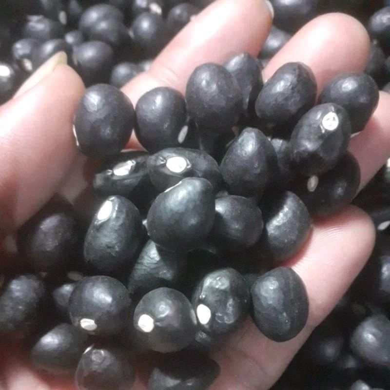 

300 biji benih kacang bogor banten