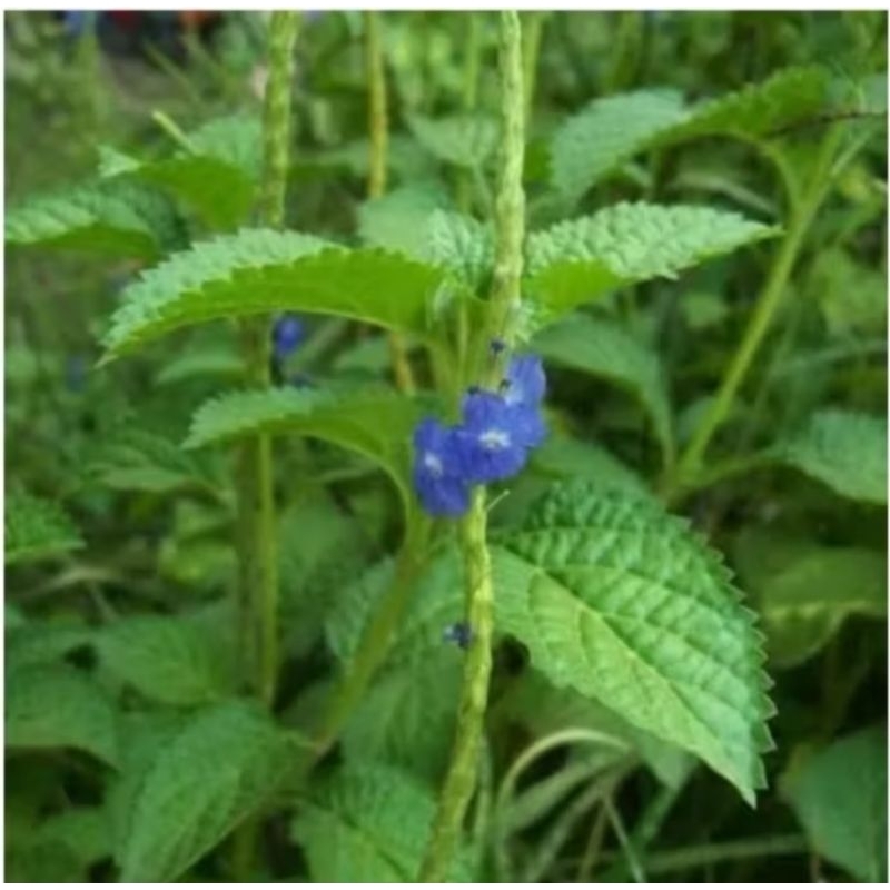 

DAUN PECUT KUDA 250 gram