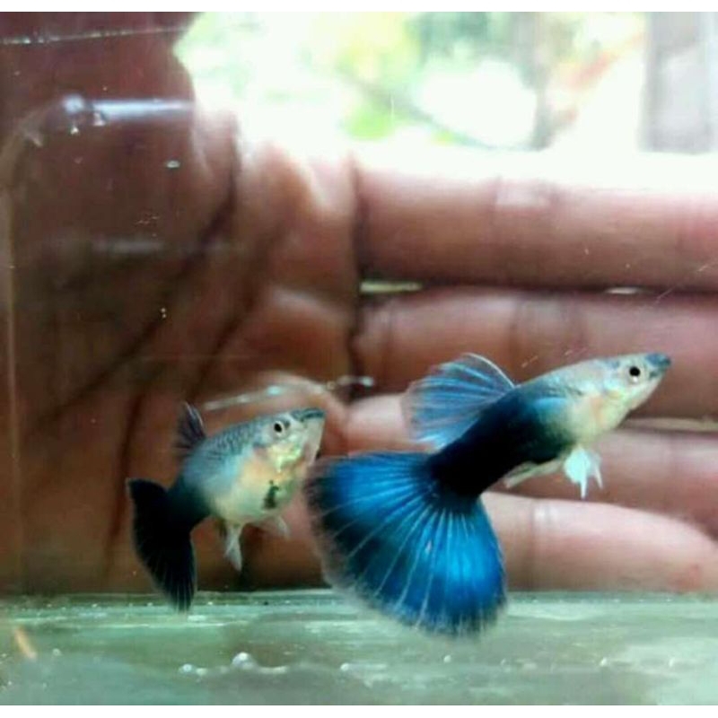 GUPPY HB BLUE