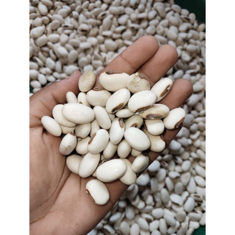 

biji koro pedang putih