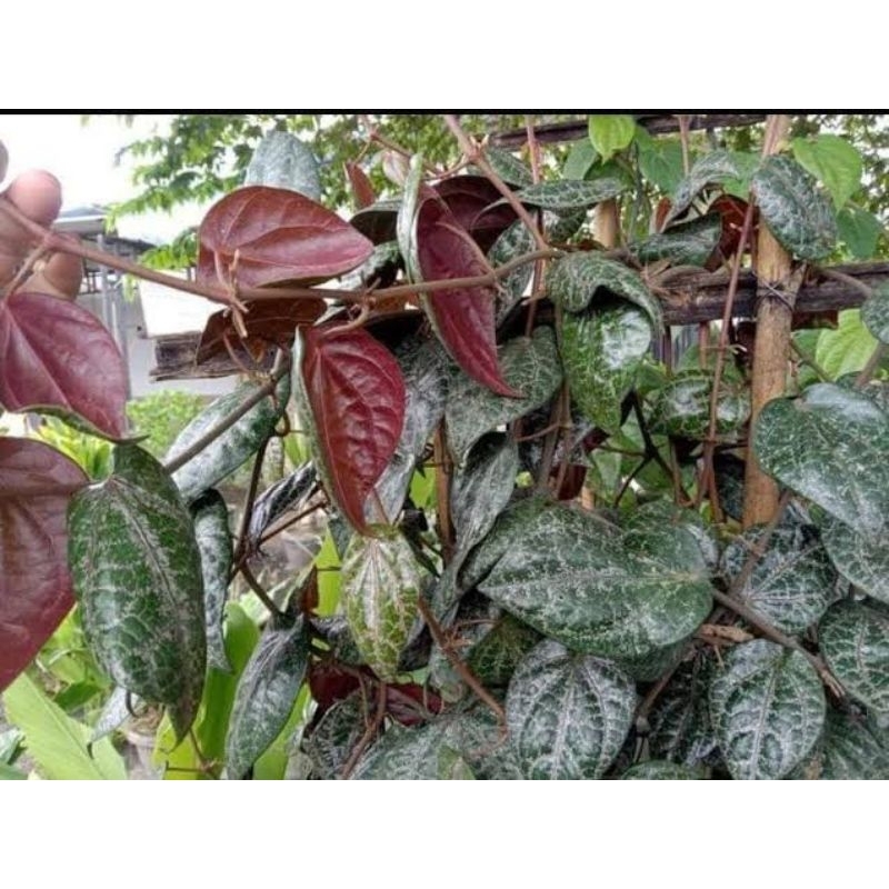 

DAUN SIRIH MERAH FRESH / DI PETIK KETIKA ADA ORDER / Harga Satuan PerLembar