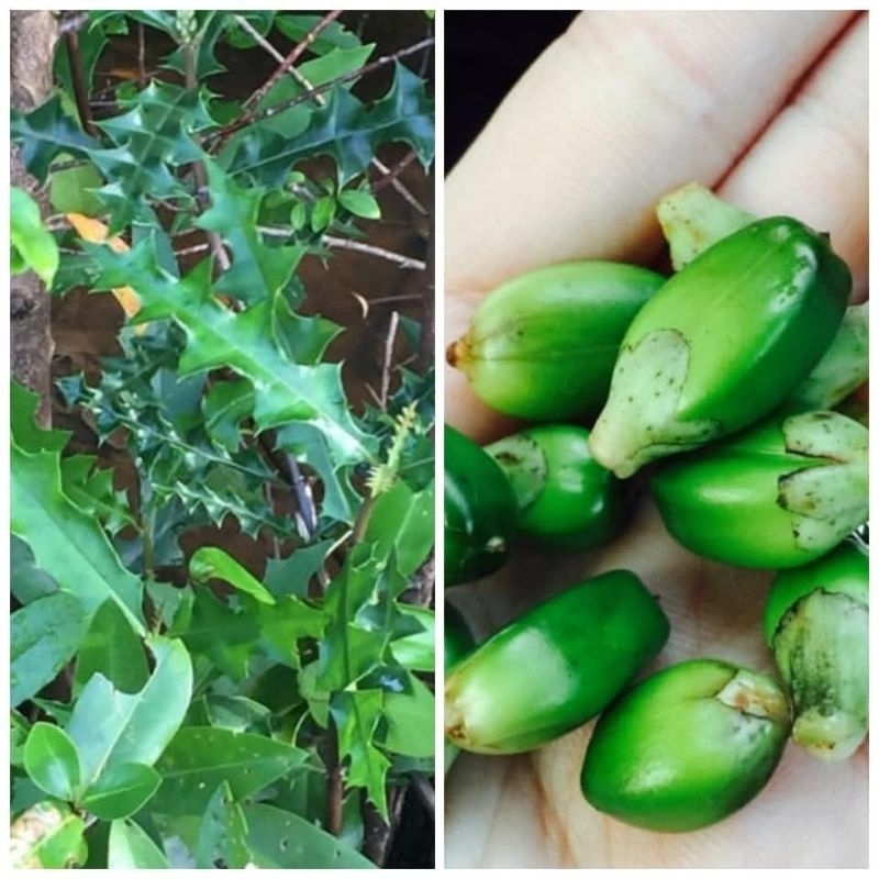 

Herbal jeruju/ buah jeruju segar 100 gram