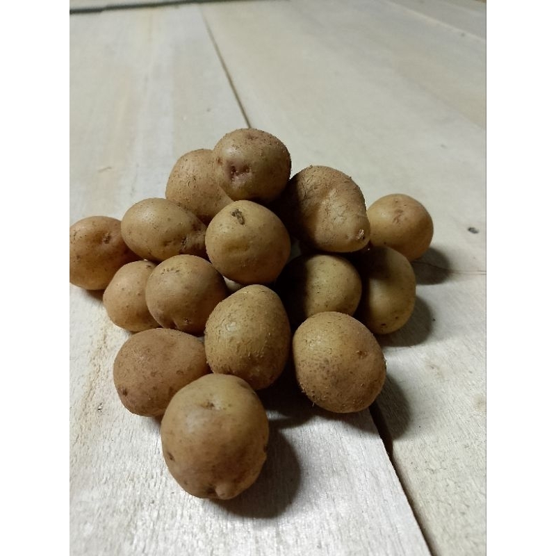 

sepesialsayuran berkah entang ukuran telur puyuh