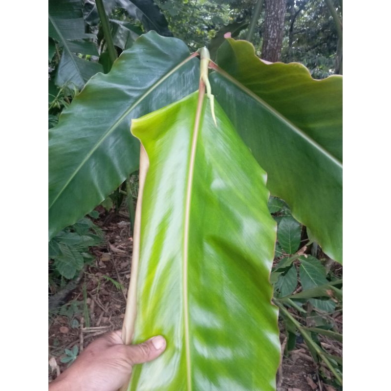 

1kg Daun kecombrang muda baru petik