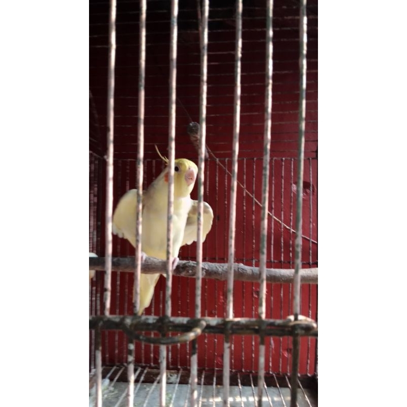 Burung Parkit Australia Dewasa dan Ikan Channa Yellow