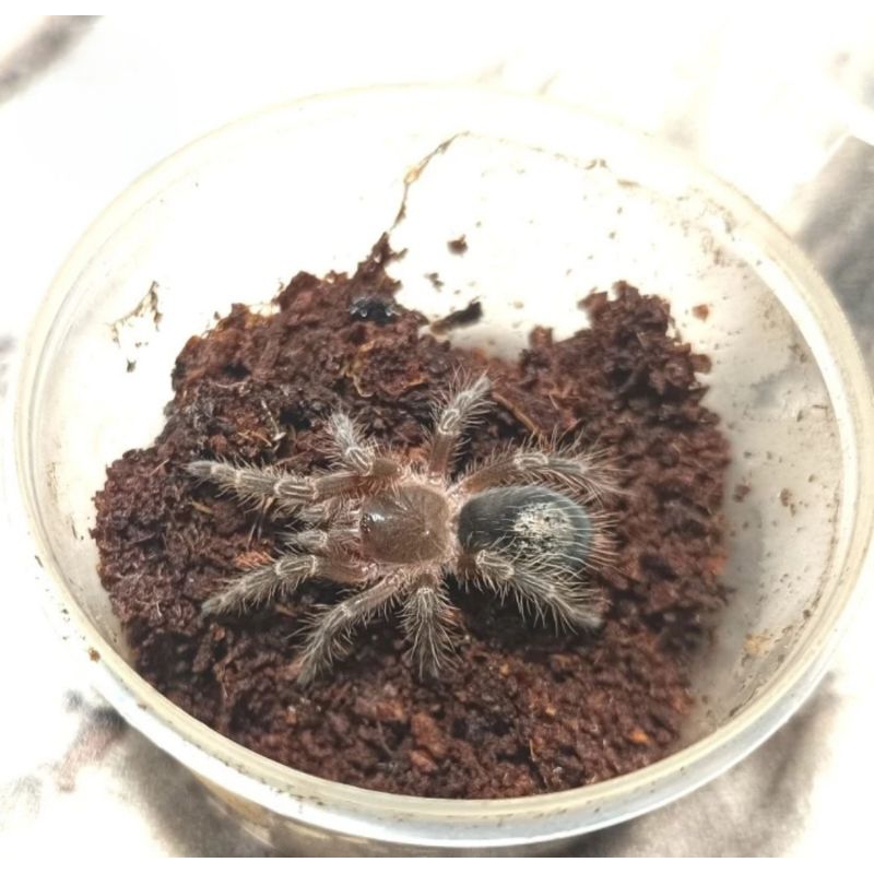 Mainan tarantula Gramostola Pulchripes Chaco Golden Knee(3cm)
