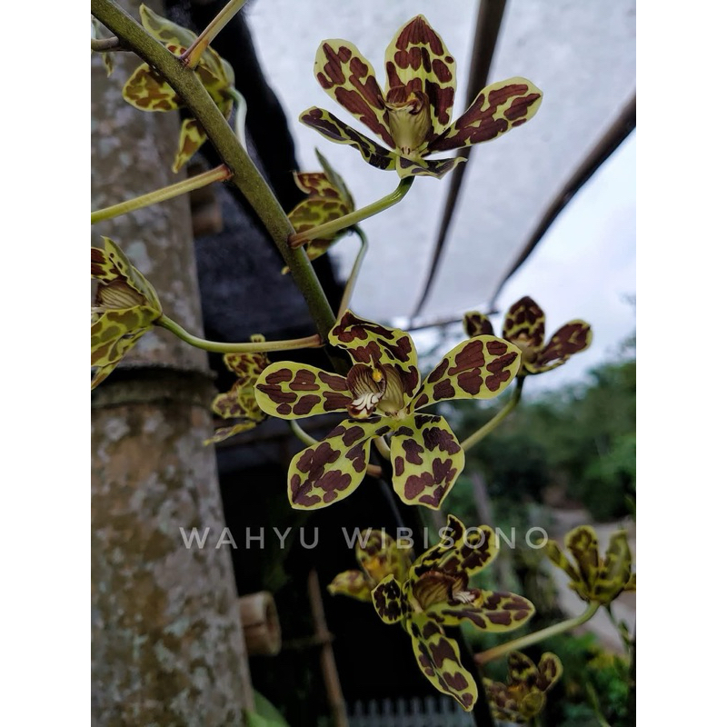(DEWASA) Grammatophyllum scriptum, Rimbun