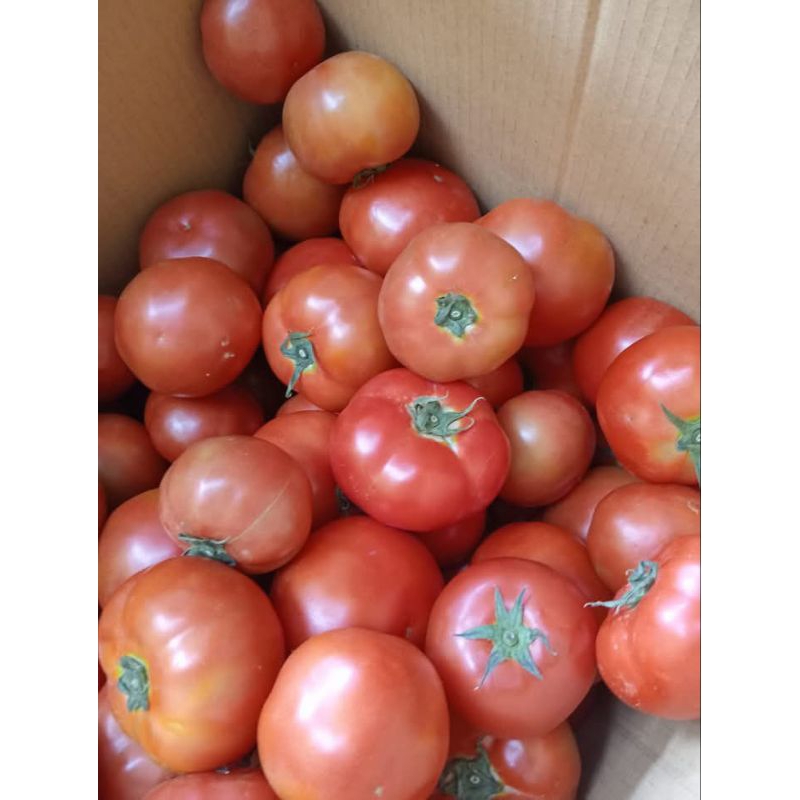 

TOMAT MERAH MURAH SEGAR BERAT 1000gr