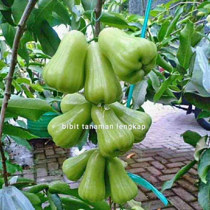 bibit tanaman buah jambu air hijau