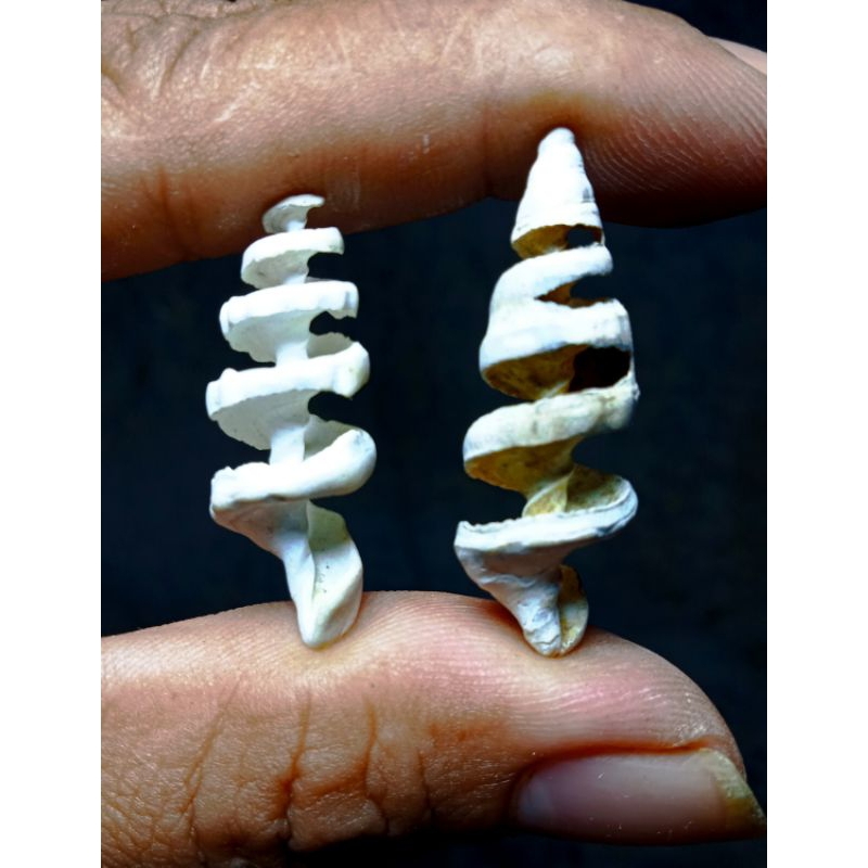 2 cangkang purba temuan