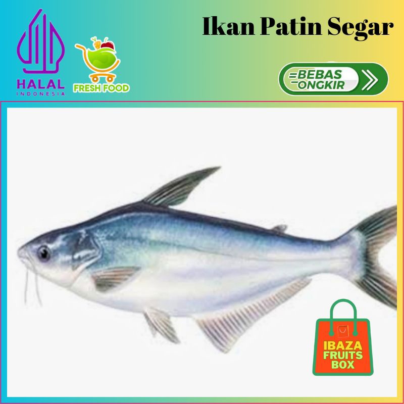 

IBAZA fruitsBOX Seafood Ikan Air Tawar - Ikan Patin Segar