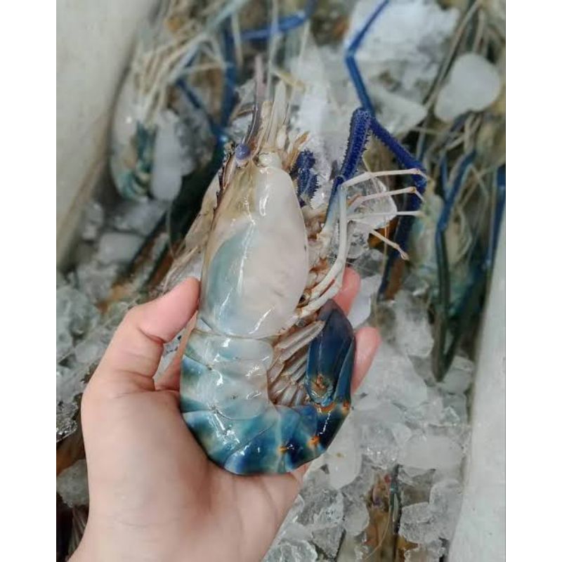 Udang sungai galah segar fresh 500gram/ udang segar galah sungai fresh 500gram