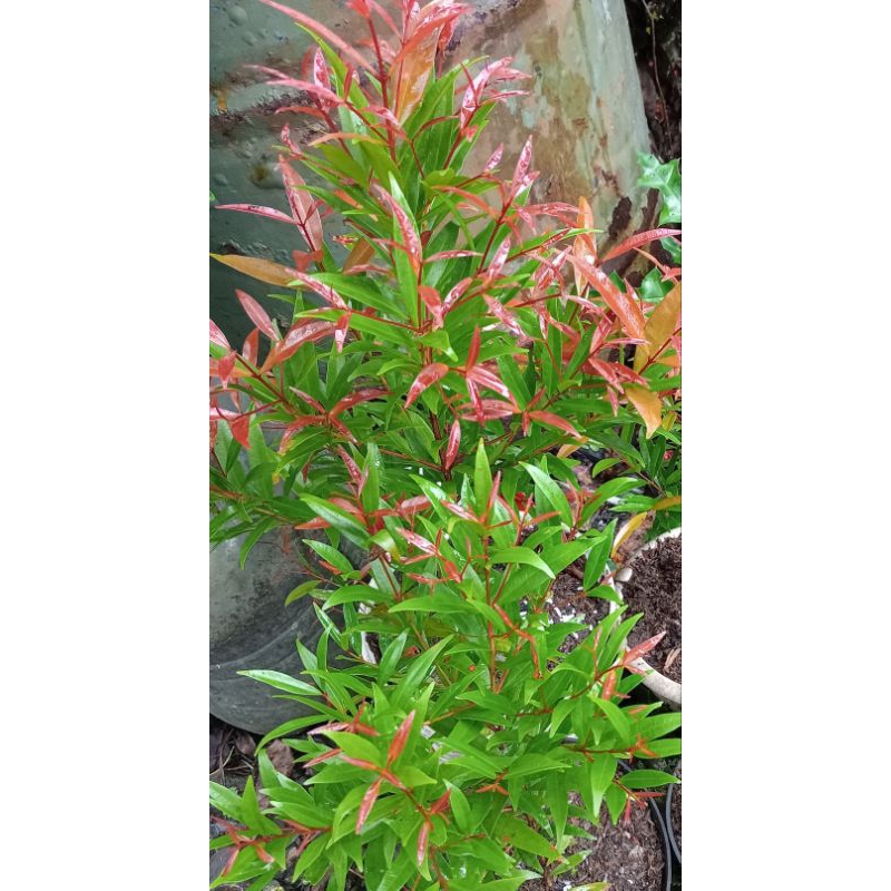 Tanaman Pucuk Merah dalam Pot