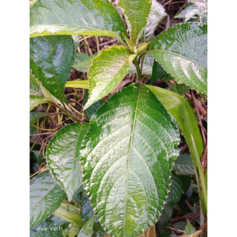 

daun keji beuling