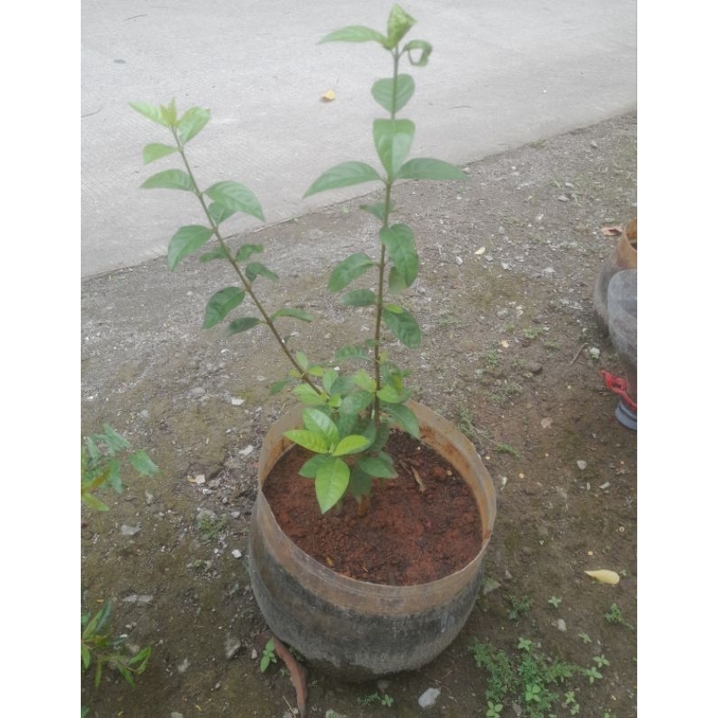 pohon blueberry selai jamfruit