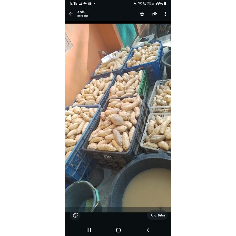 

ubi cilembu madu pres