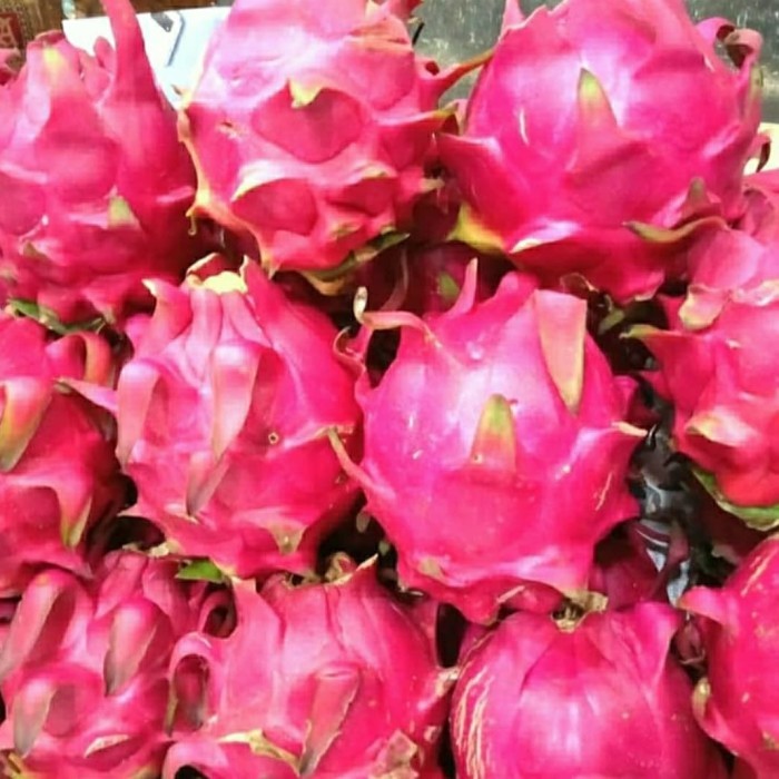 

Buah Naga Fresh 1 Kg, langsung petik dari pohon