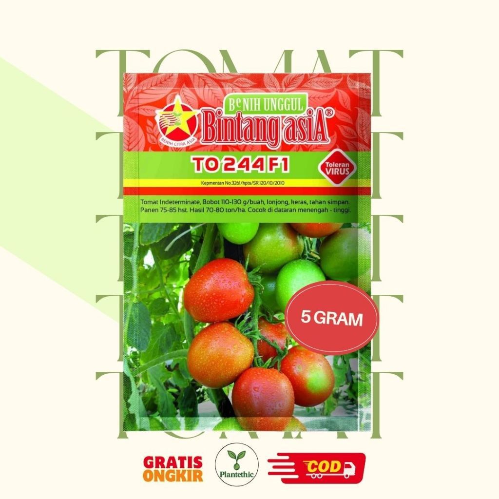 Benih Tomat TO 244 F1 5 Gram Cap Bintang Asia PT Benih Citra Asia Buah Lonjong Tekstur Keras Cocok D