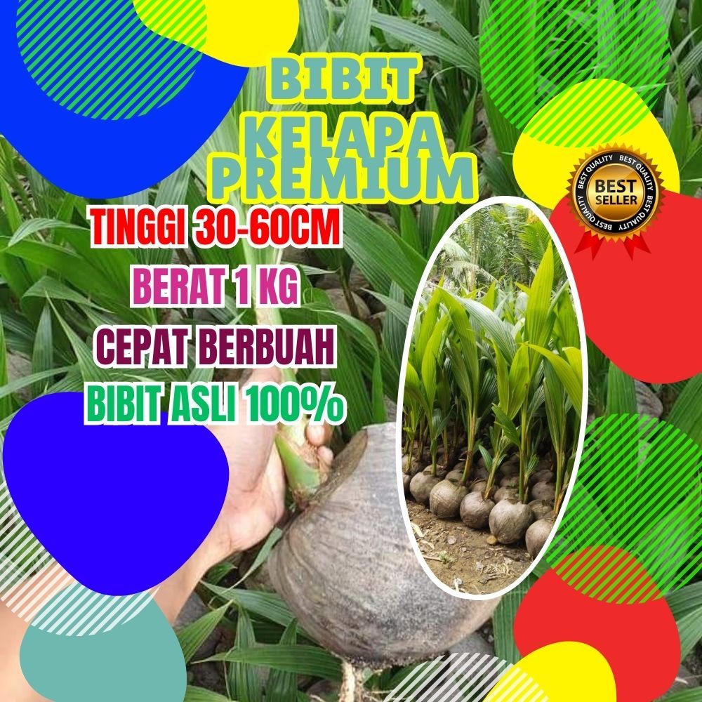 CEPAT BUAH..  Bibit Kelapa Genjah Entok, Bibit Kelapa Genjah Entok Super Besar