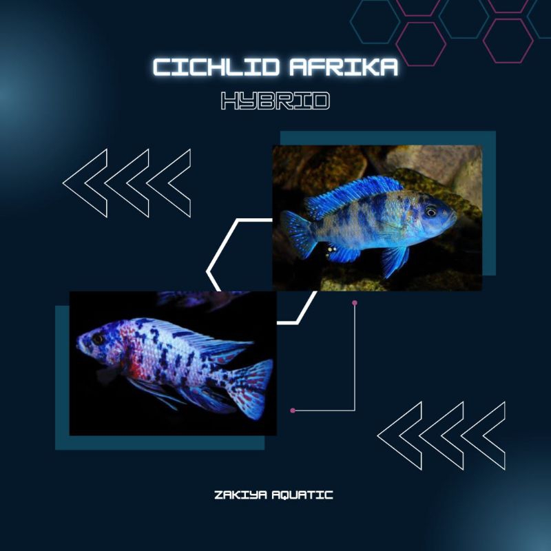Cichlid Afrika Khusus Hybrid