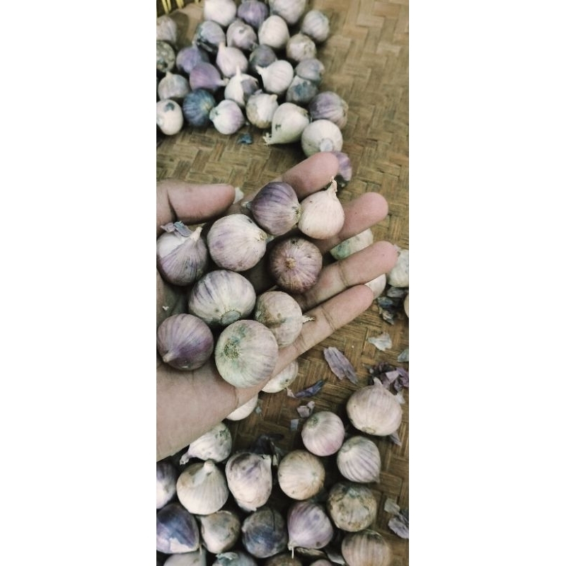 

Buah bawang putih tunggal asli fress