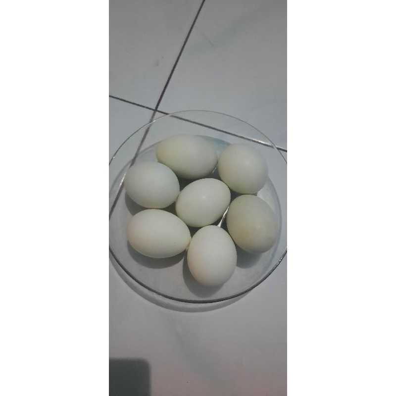 

Telor Asin Bebek Peking