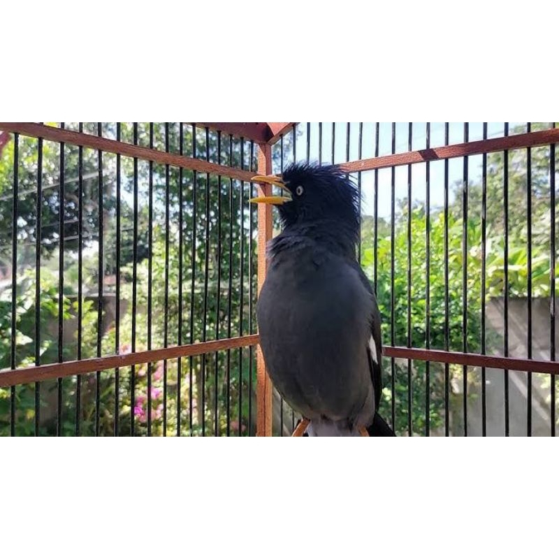 JALAK KEBO JANTAN RAWATAN SUDAH BUNYI ( PROSPEK )