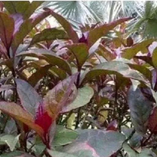 

daun kopi hitam 250 grm