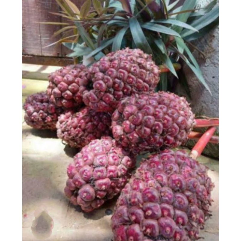 

buah honje laka-buah kecombrang merah 1kg COD