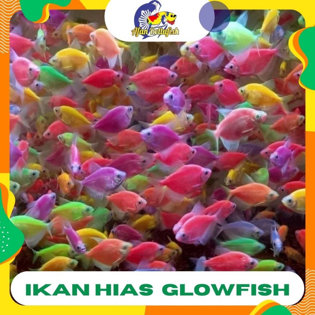 IKAN WARNA WARNI MENTERENG IKAN KECIL