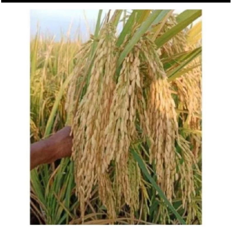Benih Bibit Padi IR Mutiara Berkualitas 5KG