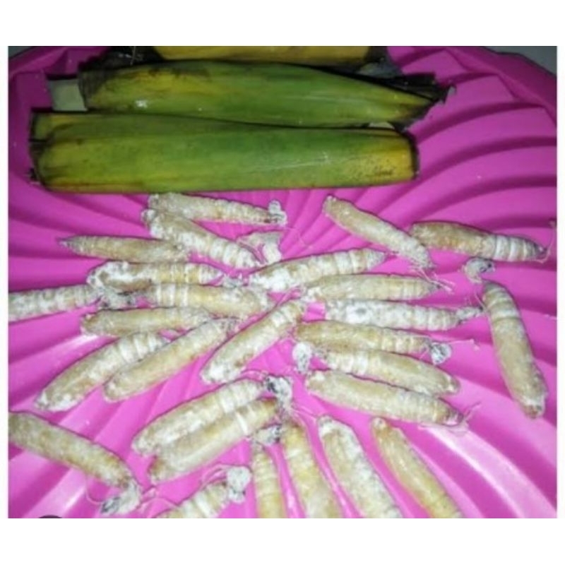 Kepompong ulat Daun pisang 10 biji 8ribu