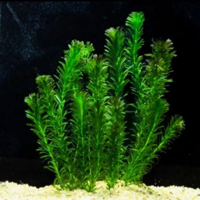 TANAMAN HIAS AQUASCAPE Hydrilla verticillata/ GANGGANG AIR/LUMUT