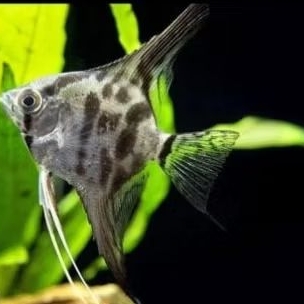 MANFISH LEOPARD size