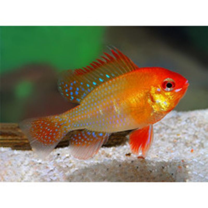 RAMIREZI GOLDEN RED