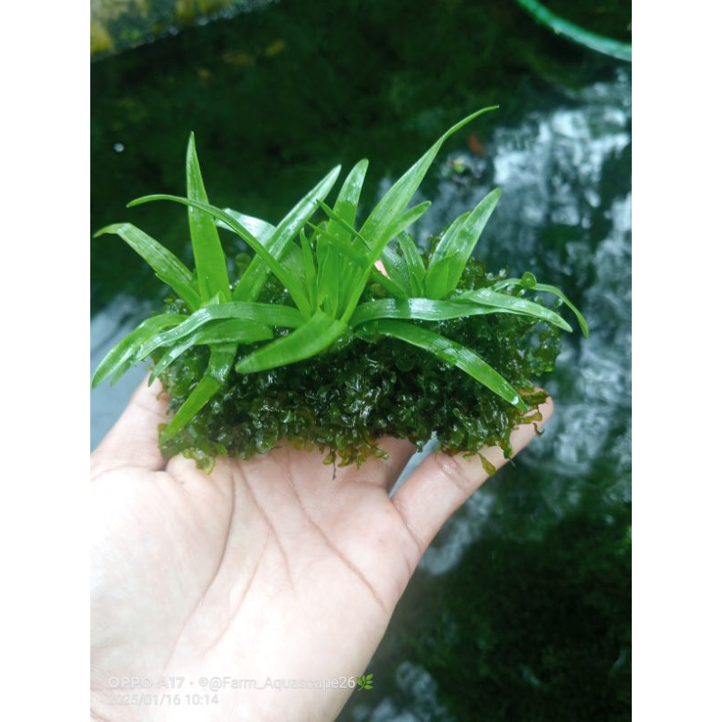 eriocaulon cinereum Tanaman Aquascape low c02